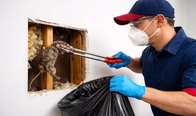 Walls Dead Animal Removal Rosebud